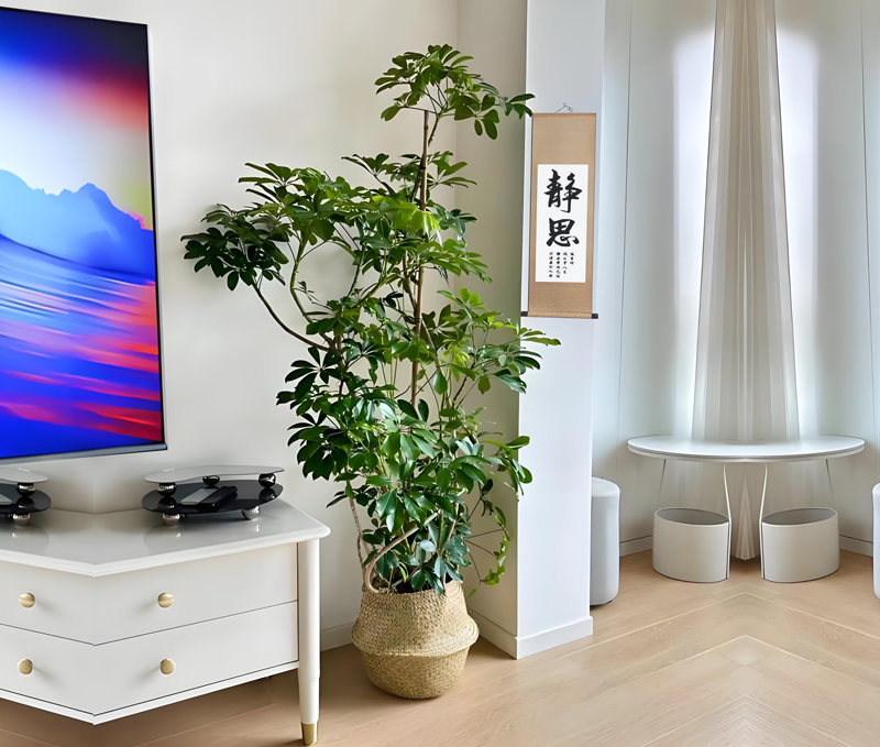 客厅植物.jpg